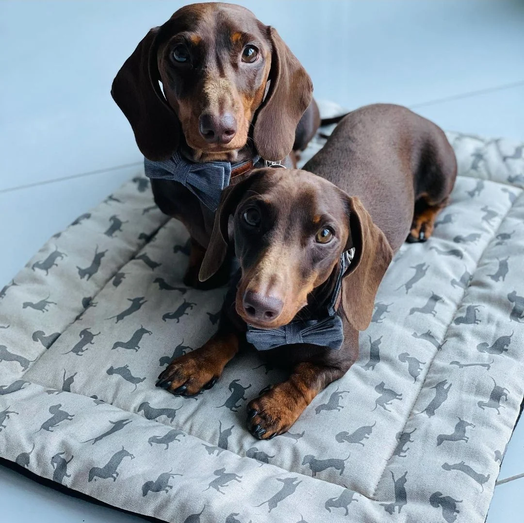 Dog settle mat/Travel mat - Neutral dachshund design - Image 3